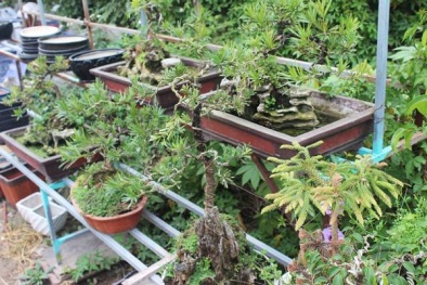 Bonsai thú vui chơi Tết năm nay